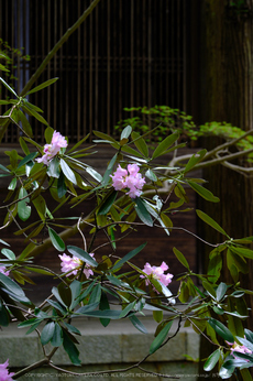 蓮華寺,新緑(DSCF0794,140 mm,F8)2016yaotomi.jpg