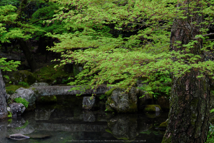 蓮華寺,新緑(DSCF0797,72 mm,F8)2016yaotomi.jpg