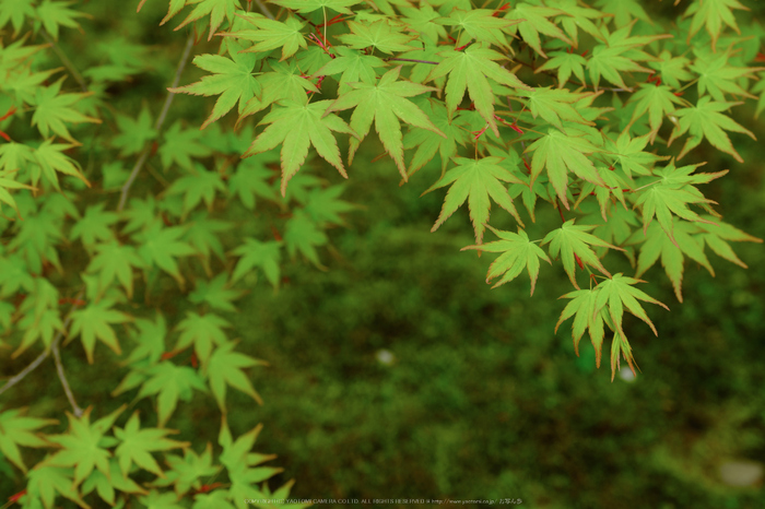 蓮華寺,新緑(DSCF0811,55 mm,F5)2016yaotomi.jpg