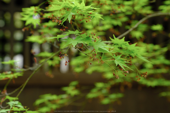 蓮華寺,新緑(DSCF0813,55 mm,F5)2016yaotomi.jpg