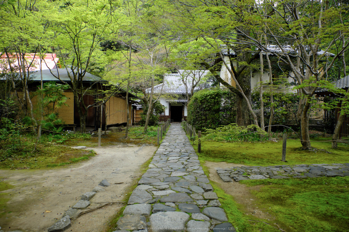 蓮華寺,新緑(DSCF0817,16 mm,F2.8)2016yaotomi.jpg