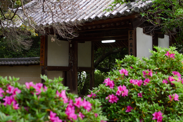 長岳寺,つつじ(EM170004,30 mm,F2.2)2016yaotomi.jpg