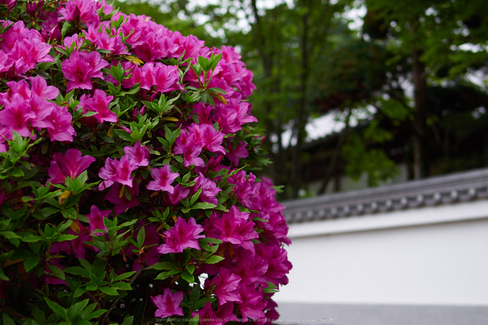 長岳寺,つつじ(EM170034,30 mm,F2)2016yaotomi.jpg