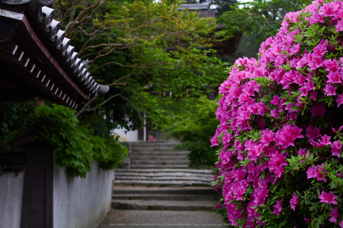 長岳寺,つつじ(EM170035,30 mm,F2)2016yaotomi.jpg