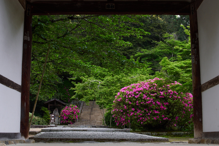 長岳寺,つつじ(EM170043,30 mm,F5.6)2016yaotomi.jpg