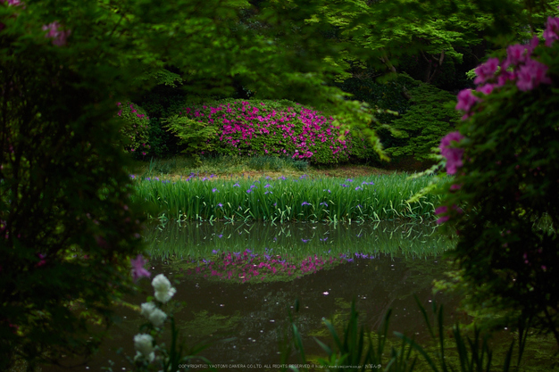 長岳寺,つつじ(EM170052,30 mm,F1.4)2016yaotomi.jpg