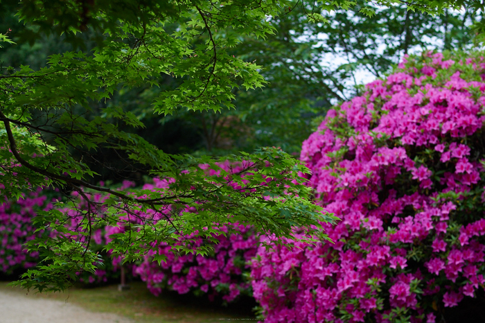 長岳寺,つつじ(EM170061,30 mm,F2.2)2016yaotomi.jpg