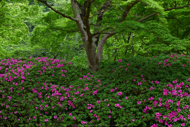 長岳寺,つつじ(EM170067,30 mm,F6.3)2016yaotomi.jpg