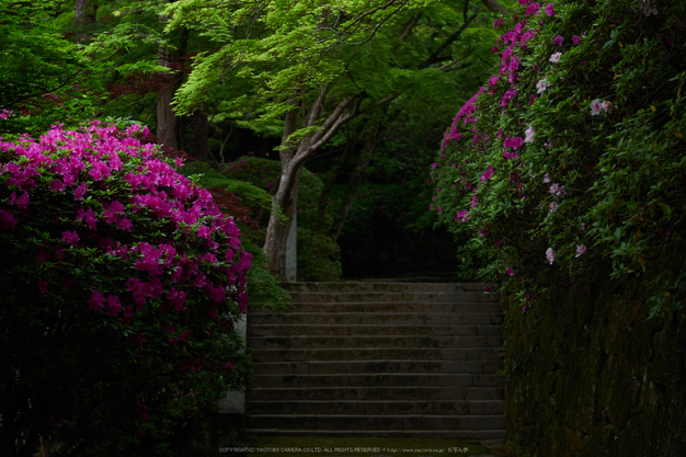 長岳寺,つつじ(EM170070,30 mm,F1.4)2016yaotomi.jpg