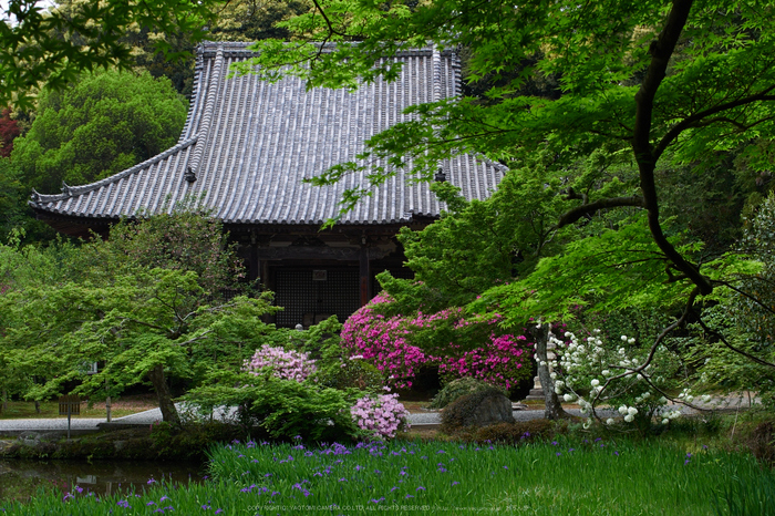 長岳寺,つつじ(EM170103,30 mm,F6.3)2016yaotomi.jpg