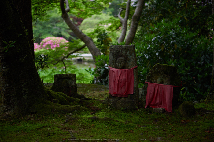 長岳寺,つつじ(EM170121,30 mm,F1.4)2016yaotomi.jpg