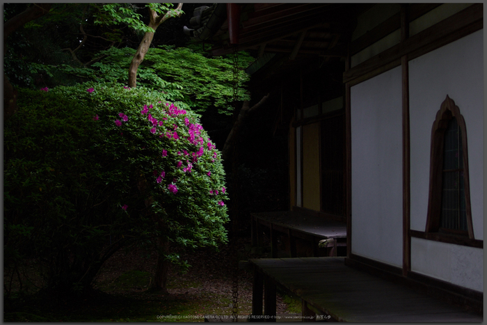 長岳寺,つつじ(EM170129,30-mm,F1.4)2016yaotomi_T.jpg