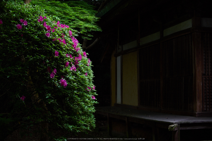 長岳寺,つつじ(EM170130,30 mm,F1.4)2016yaotomi.jpg