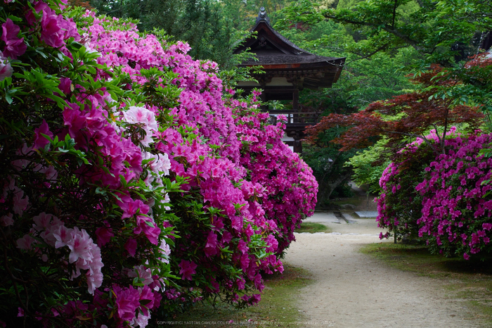 長岳寺,つつじ(EM170163,30 mm,F8)2016yaotomi.jpg