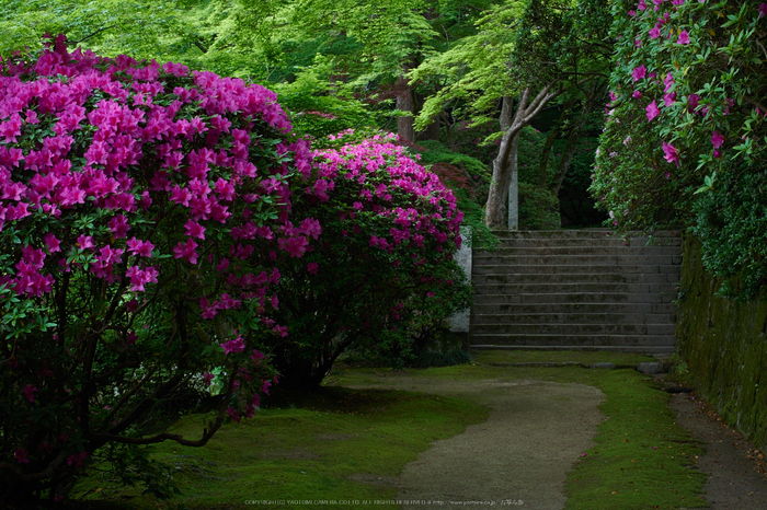 長岳寺,つつじ(EM170164,30 mm,F8)2016yaotomi.jpg