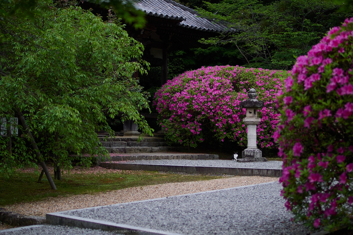 長岳寺,つつじ(EM170184,30 mm,F1.4)2016yaotomi.jpg