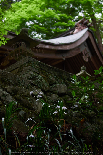 飛鳥川上坐宇須多伎比売命神社_EM170238,1.4,2016yaotomi.jpg