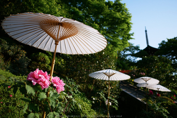 GX7MarkII,岡寺(P1000068,15 mm,F1.7)2016yaotomi.jpg