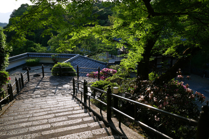 GX7MarkII,岡寺(P1000075,15 mm,F5.6)2016yaotomi.jpg