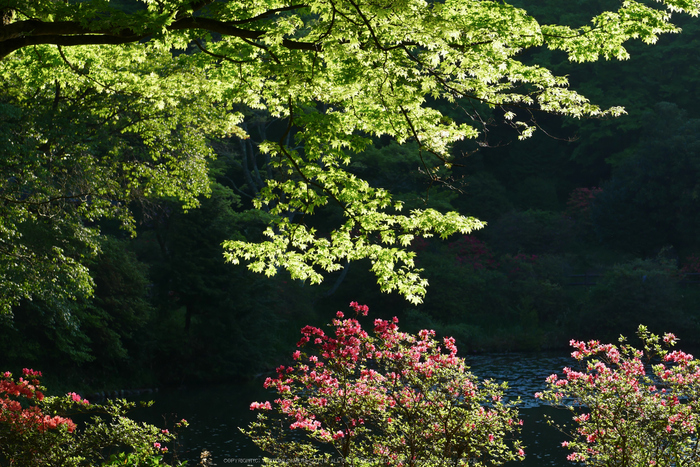 GX7MarkII,鳥見山(P1000287_2,43 mm,F5.6)2016yaotomi.jpg