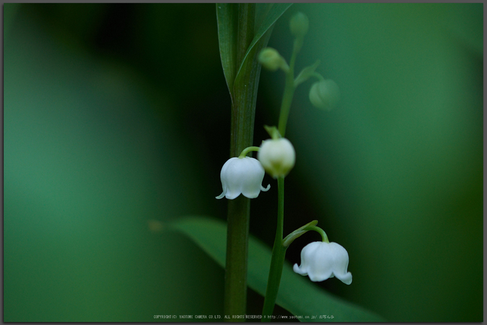 お写ん歩: OLYMPUS ZUIKO DIGITAL ED 50-200mm F2.8-3.5 SWDアーカイブ