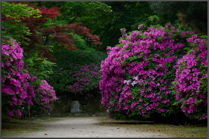SIGMA 30mm F1.4 DC DN Contemporary ／ 奈良 長岳寺のつつじ 2016