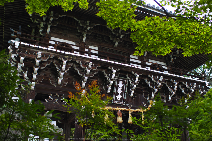 善峯寺,アジサイ(P6151268,25 mm,iso200)2016yaotomi.jpg