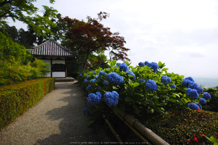 善峯寺,アジサイ(P6151284,11 mm,iso200)2016yaotomi.jpg