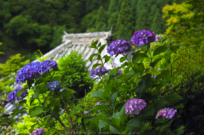 善峯寺,アジサイ(P6151328,43 mm,iso200)2016yaotomi.jpg