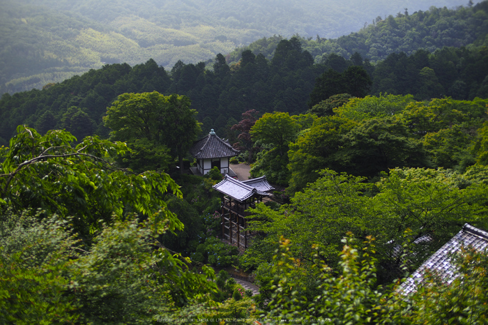 善峯寺,アジサイ(P6151336,25 mm,iso200)2016yaotomi.jpg