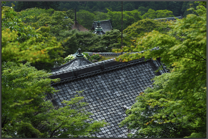 善峯寺,アジサイ(P6151388raw,43-mm,iso200)2016yaotomi_T.jpg