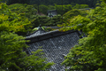 善峯寺,アジサイ(P6151388rawFL,43 mm,iso200)2016yaotomi.jpg