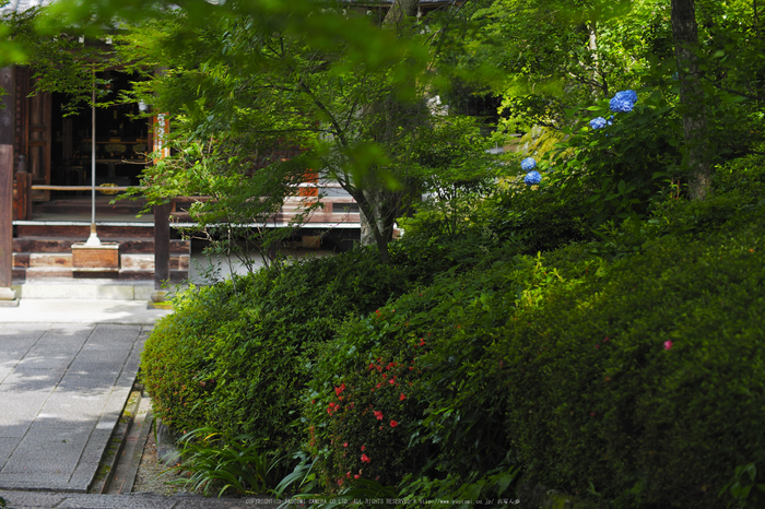 善峯寺,アジサイ(P6151392raw,43 mm,iso200)2016yaotomi.jpg