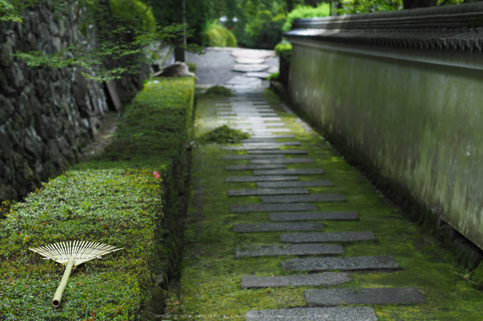 善峯寺,アジサイ(P6151400raw,43 mm,iso200)2016yaotomi.jpg