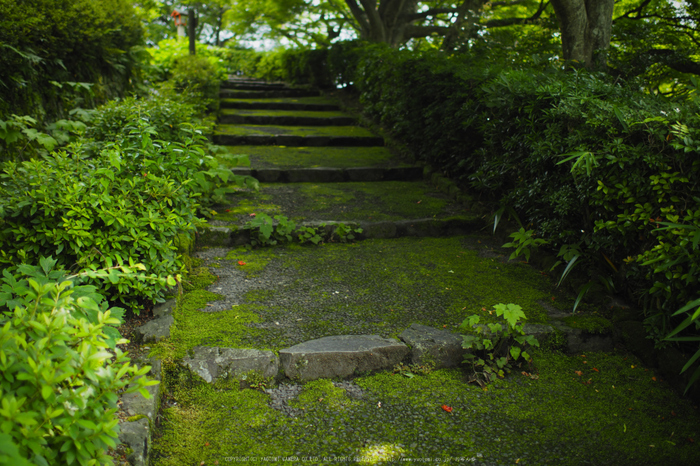 善峯寺,アジサイ(P6151407raw,18 mm,iso200)2016yaotomi.jpg