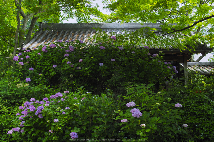 善峯寺,アジサイ(P6151415raw,25 mm,iso200)2016yaotomi.jpg