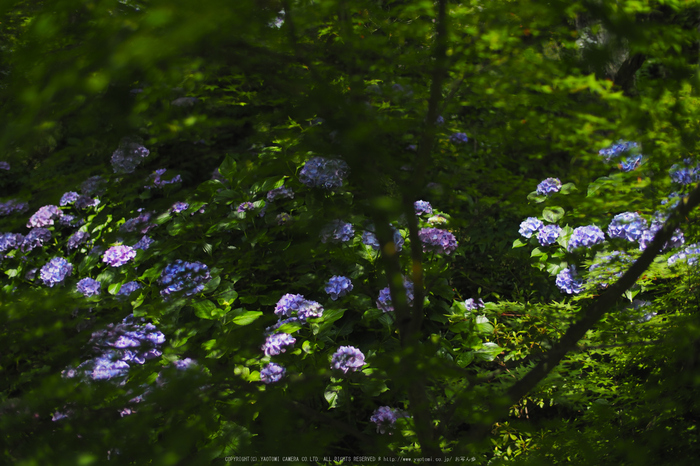 善峯寺,アジサイ(P6151423raw,25 mm,iso200)2016yaotomi.jpg