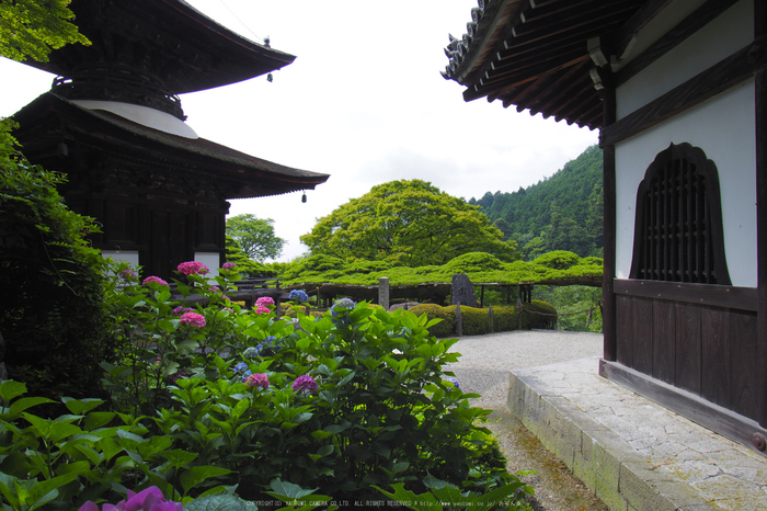 善峯寺,アジサイ(P6151433raw,11 mm,iso200)2016yaotomi.jpg