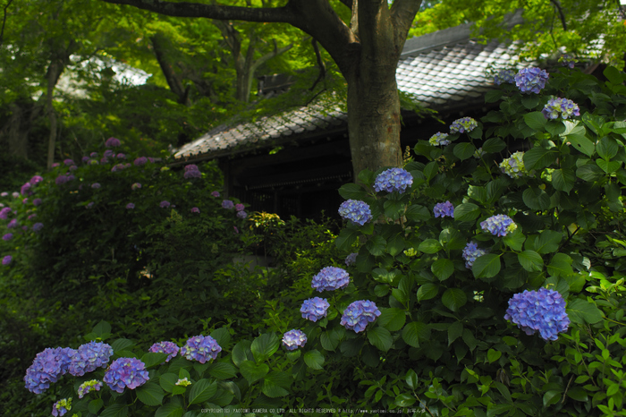 善峯寺,アジサイ(P6151464raw,18 mm,iso200)2016yaotomi.jpg