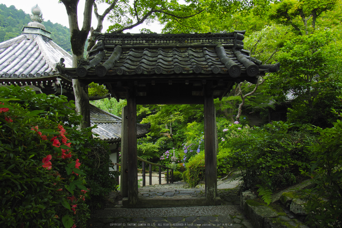 善峯寺,アジサイ(P6151471raw,11 mm,iso200)2016yaotomi.jpg