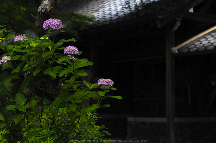 善峯寺,アジサイ(P6151484raw,43 mm,iso200)2016yaotomi.jpg