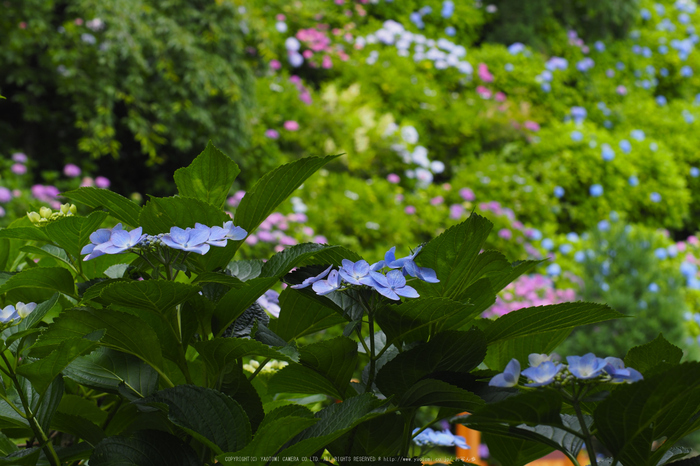 善峯寺,アジサイ(P6151503raw,43 mm,iso200)2016yaotomi.jpg