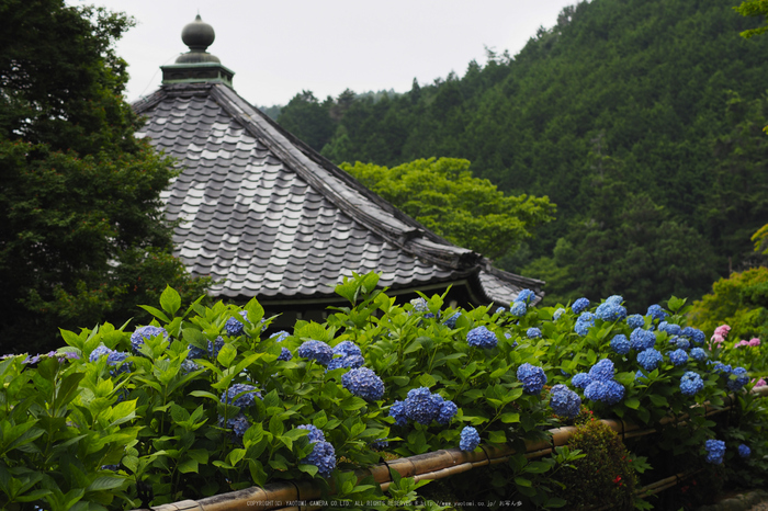 善峯寺,アジサイ(P6151507raw,43 mm,iso200)2016yaotomi.jpg