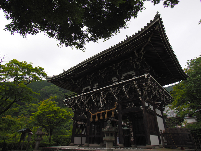 善峯寺,アジサイ(P6151547raw,11 mm,iso200)2016yaotomi.jpg