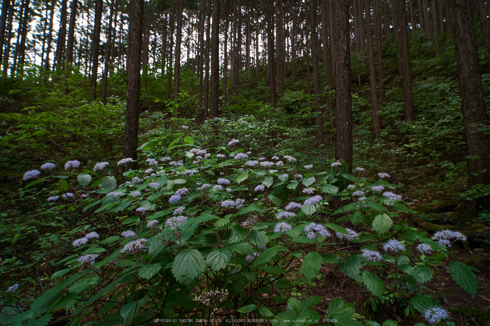 宇陀,コアジサイ(EM110307)2016yaotomi.jpg