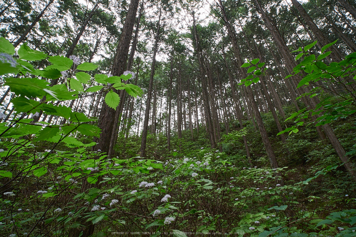 宇陀,コアジサイ(EM110355)2016yaotomi.jpg