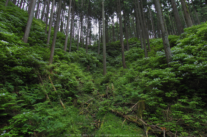 宇陀,コアジサイ(P6111160,11 mm)2016yaotomi.jpg