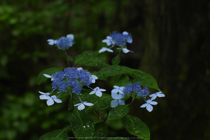 宇陀,山紫陽花(P1010376(RAW),--)2016yaotomi.jpg