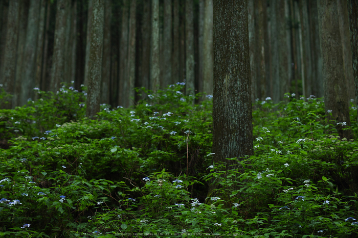 宇陀,山紫陽花(P1010388(RAW),--)2016yaotomi.jpg