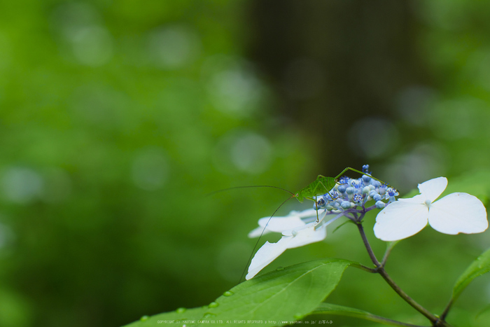 宇陀,山紫陽花(P1010402(RAW),--)2016yaotomi.jpg